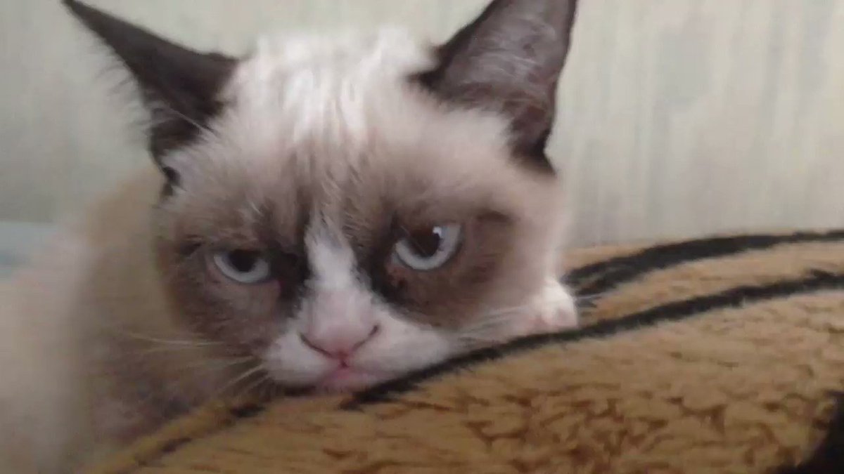 Today we celebrate the legacy of @RealGrumpyCat. Watch her first video and more → https://goo.gle/2VvB8Rt