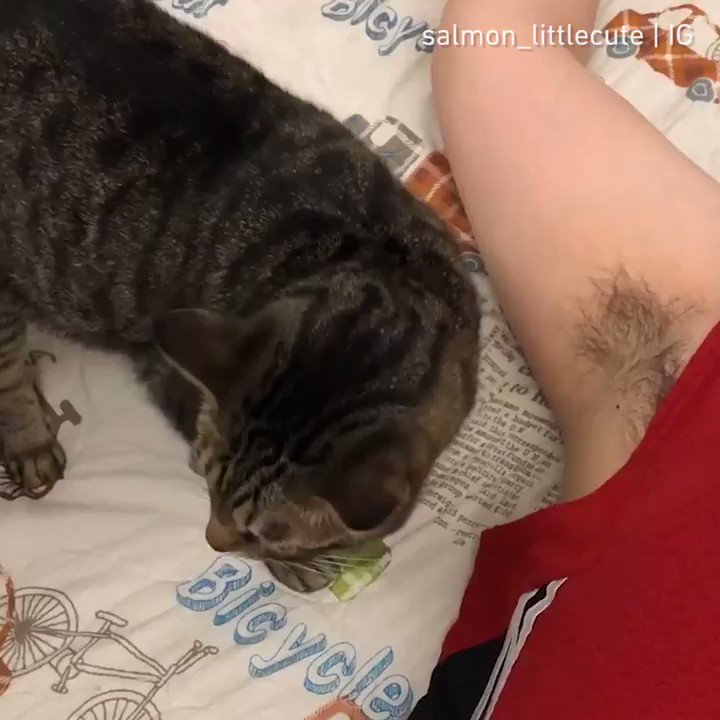 Your scent is like a drug to me like my own personal brand of catnip. salmon_littlecute | IG