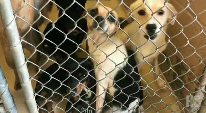 In less than 48 hours, Harris County Animal Shelter took in from the community over 200 animals to the already overcrowded facility which led to the shelter reducing adoption fees to $10 for all animals. https://chrn.cl/2M66Bu6 (Harris County Animal Shelter)