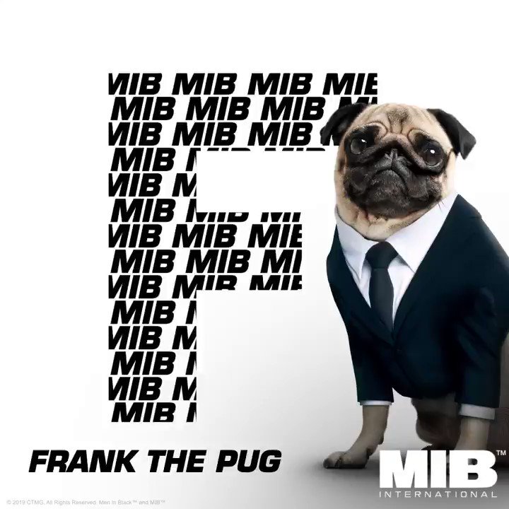 映画 メン イン ブラック インターナショナル 公式 Mib機密ファイル フランク ザ パグ エージェントf Mib に協力し続けてきた宇宙外交専門家 可愛い見た目とは裏腹に非常に口が悪いので 決して油断してはならない メンイン