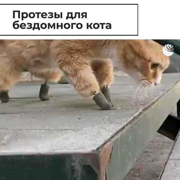 Отмороженные лапки у кошки. Кот отморозил лапы что делать. Кот отморозил лапы что делать. Кошка дымка новосибирск. Ранки на подушечках лап у кота.