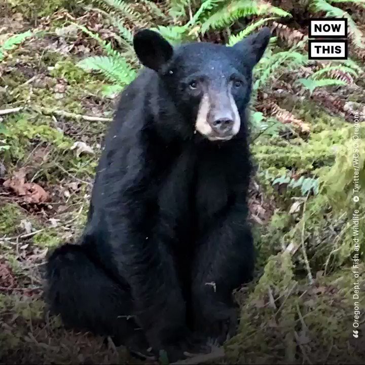 MadStyleChica15 (@madstylechica15) on Twitter photo 2019-06-20 04:27:51 This bear had to be killed after humans began feeding and taking selfies with it This bear had to be killed after humans began feeding and taking selfies with it