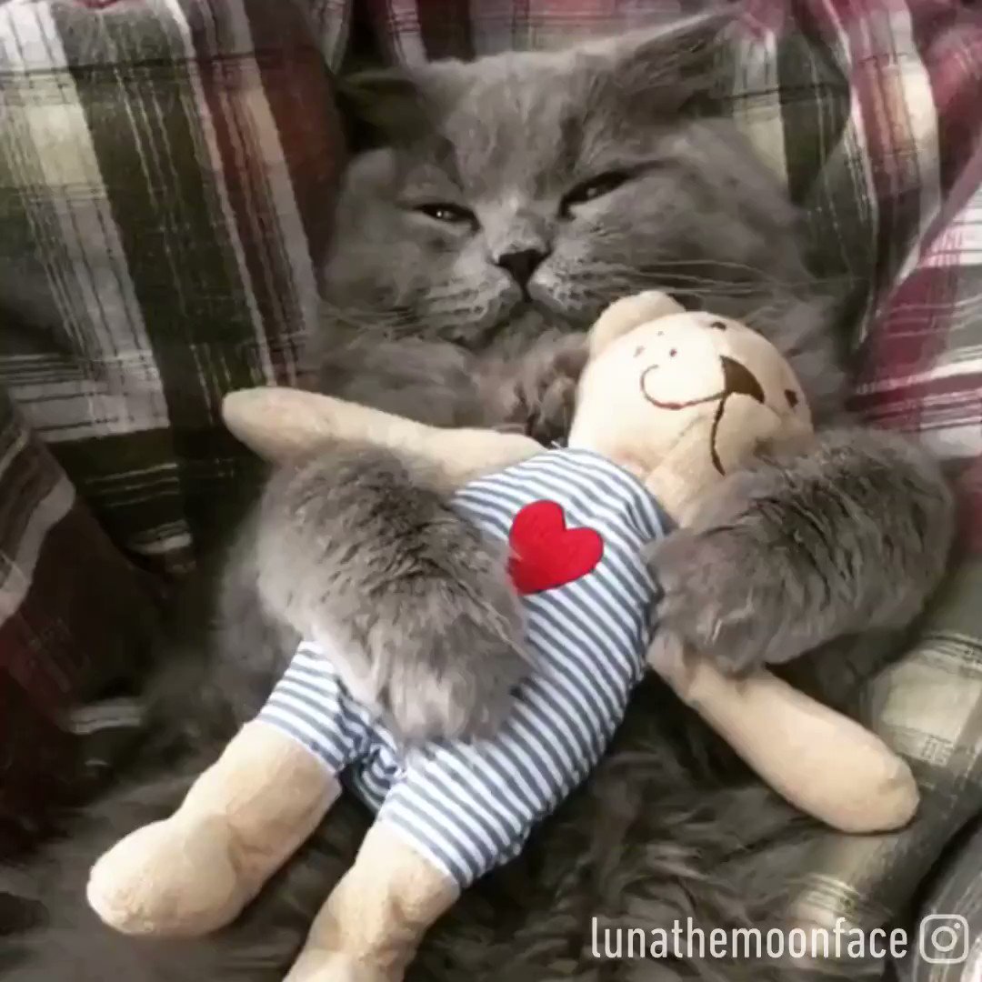Кот с игрушкой в обнимку