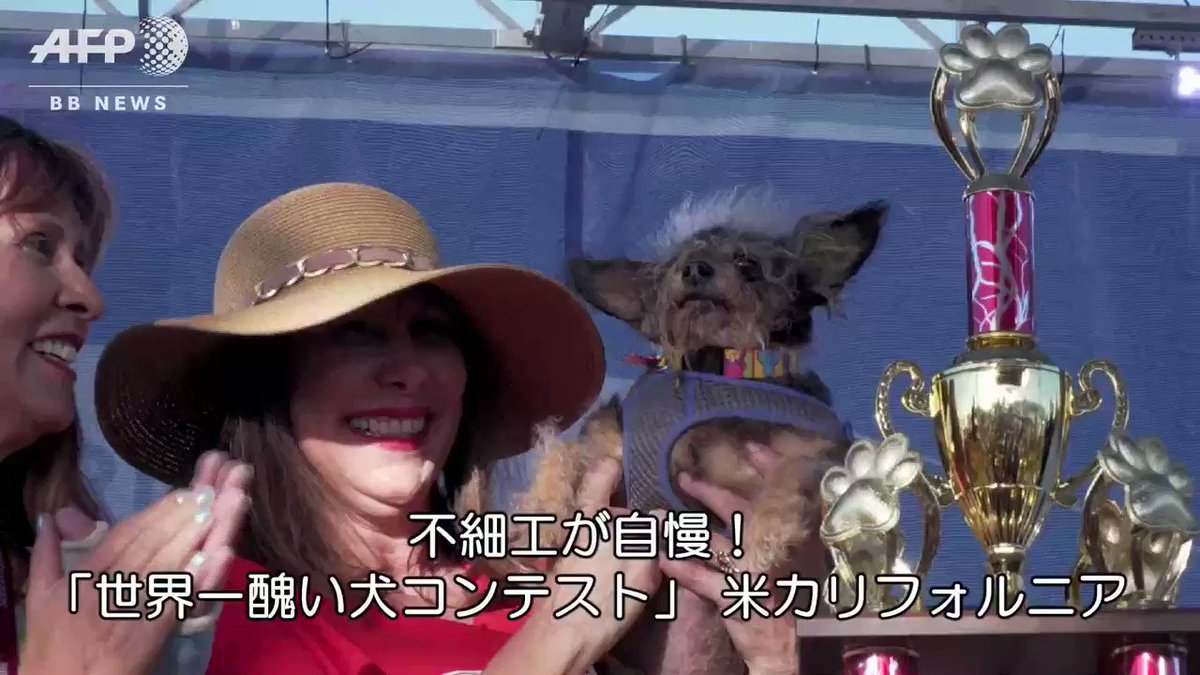 Afpbb News 不細工が自慢 世界一醜い犬コンテスト 米カリフォルニア Afpbb News 不細工が自慢 世界一醜い犬コンテスト 米カリフォルニア