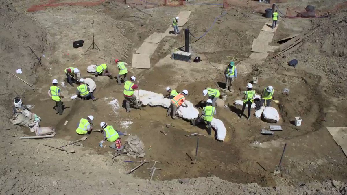 Watch paleontologists dig up the bones of an adult triceratops buried in bedrock near Denver, Colorado. Scientists say the fossils are 68 million years old. https://cnn.it/2IGxn8M