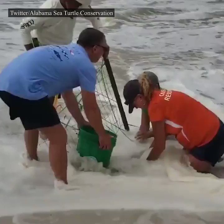 Volunteers in Orange Beach, Alabama rushed to save and relocate 180 sea turtle eggs as high tides and large waves from Tropical Storm #Barry pounded the coastline