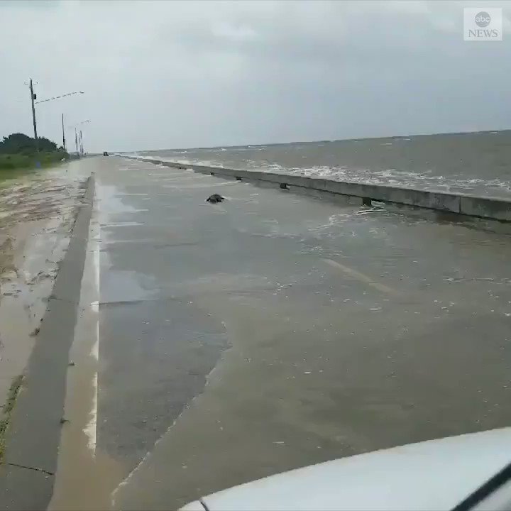 An alligator was spotted wandering a flooded roadway in Mississippi as Tropical Storm Barry bears down on the Gulf Coast. https://abcn.ws/2XJP7o0