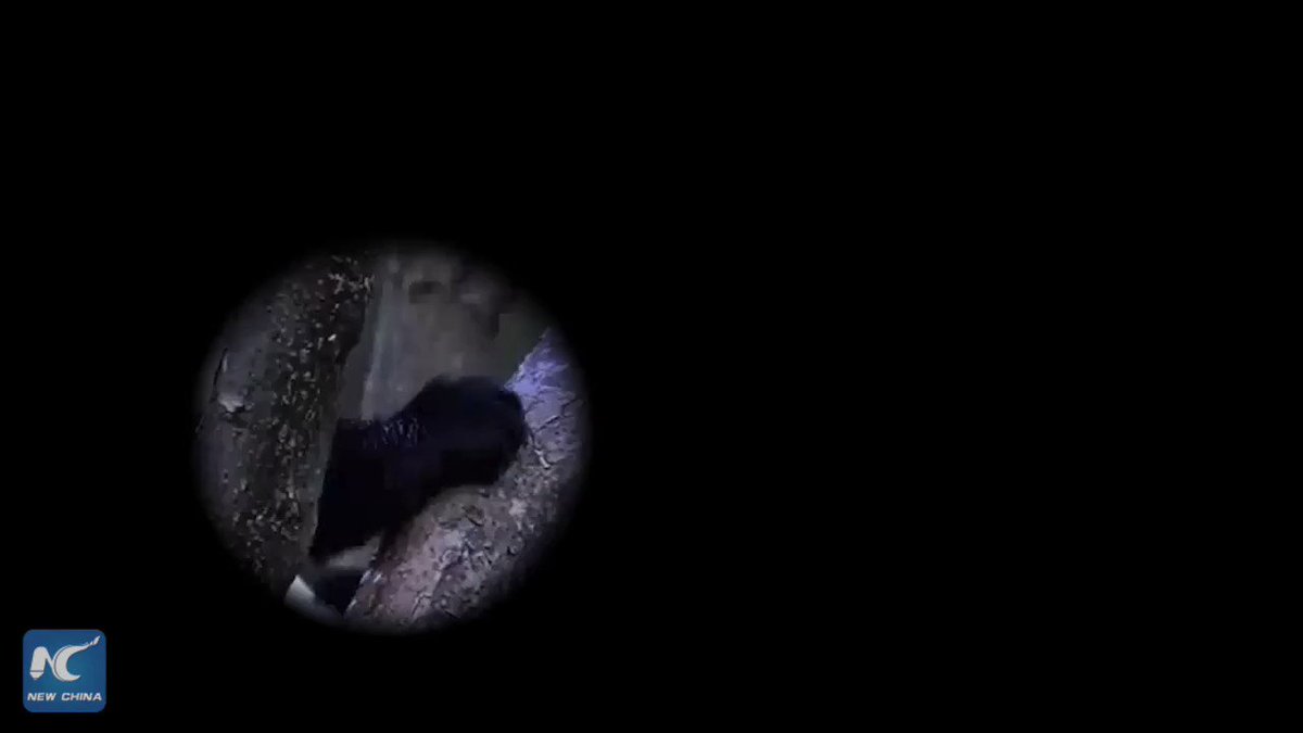 It's lived for 8 million years, but only been known to the world for a century and a half. It's cute, but beastly. It's a global star, but only endemic to China… What could it be? #DiscoverChina