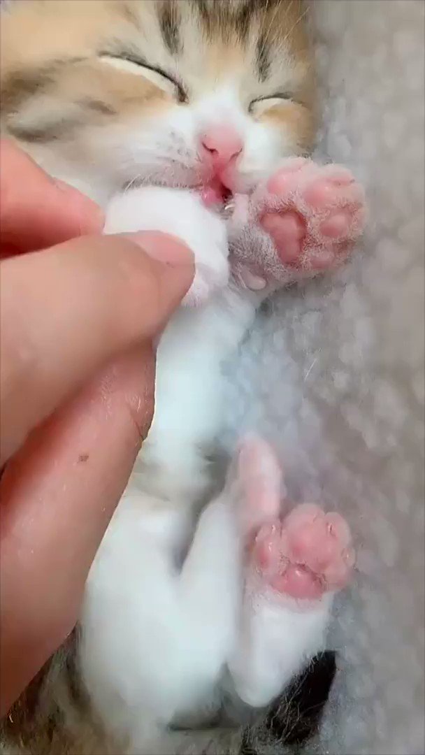 Toe bean ToT