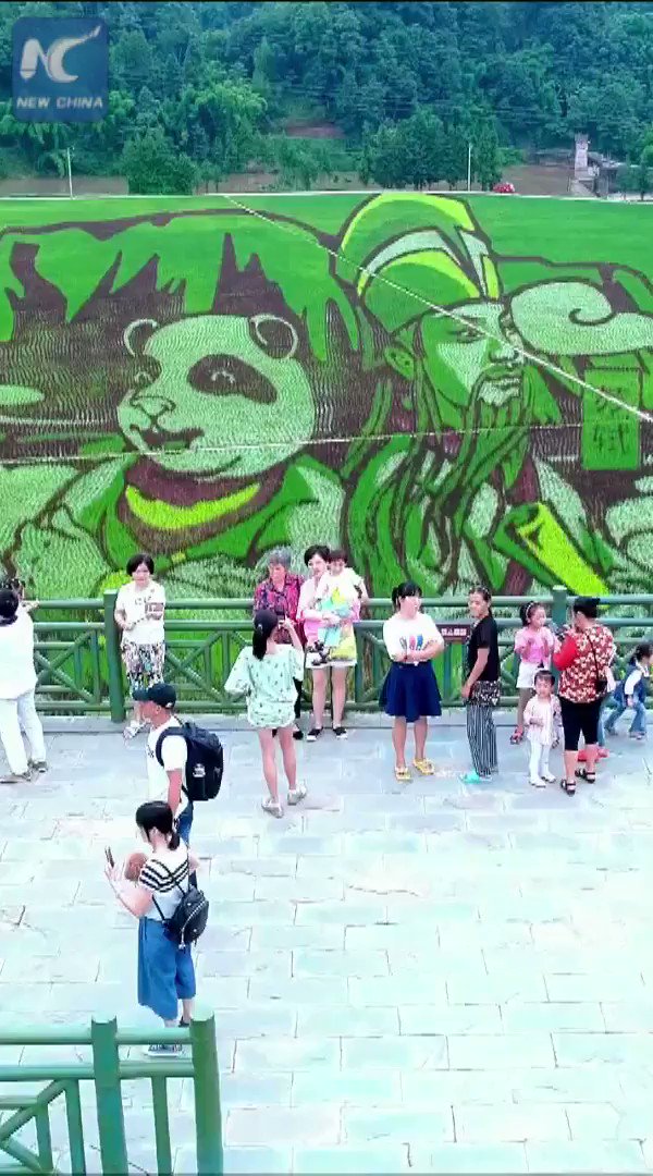 Colorful rice paddy art amazes visitors