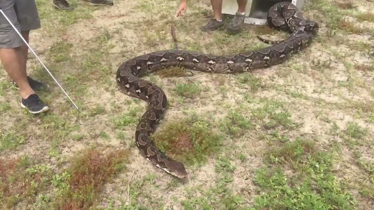 This giant python at a Florida zoo could one day set a world record. Ginormica is just over 20 feet long and weighs 200 pounds — and she's not done growing. https://cnn.it/2Y2WYwT
