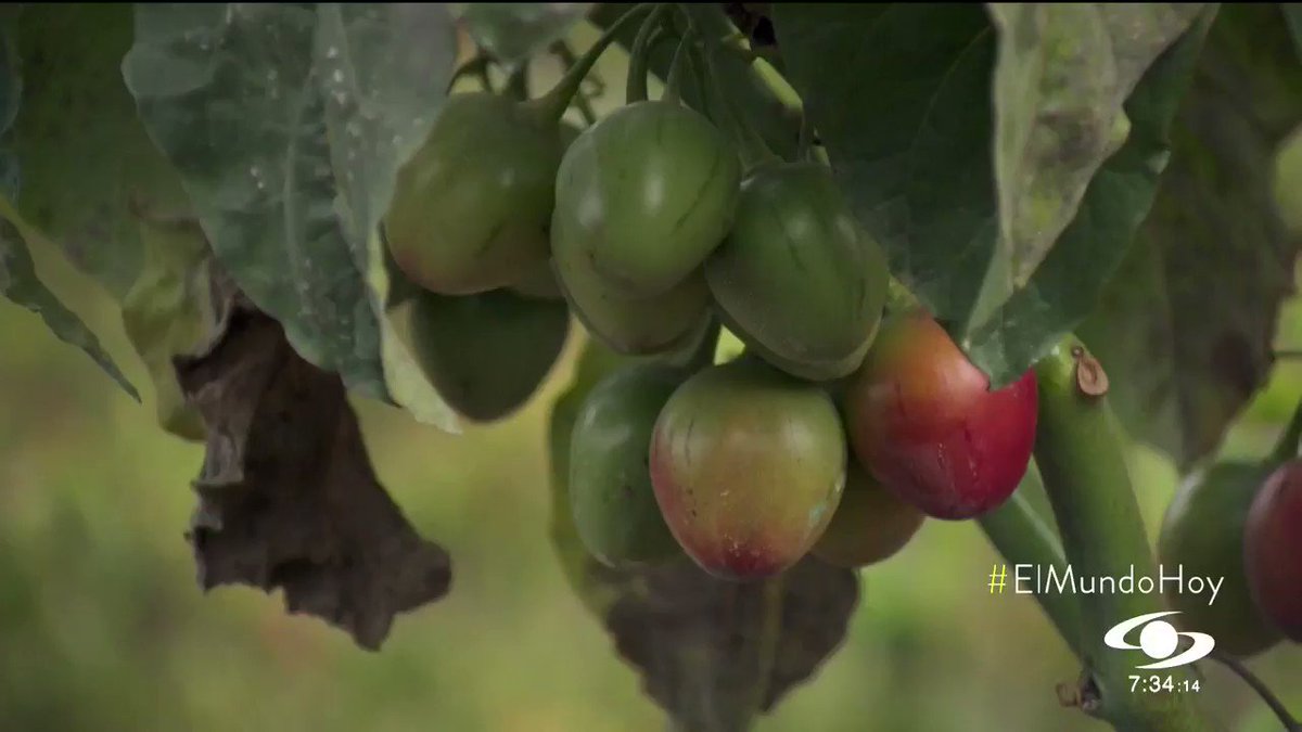 Por medio de la siembra de tomate de árbol, excombatientes de las FARC llevan a cabo su proceso de reincorporación. Además, son ejemplo para muchos países según la ONU - http://bit.ly/2uQzKwL