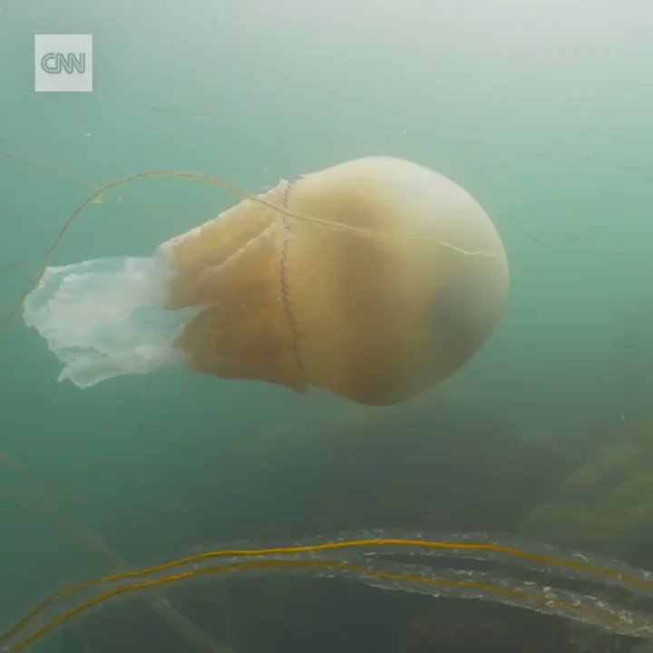 This enormous, human-size jellyfish was recently spotted off the southwest coast of England.
“What an unforgettable experience,” said Lizzy Daly, the diver who encountered the unusually large creature. https://cnn.it/2Y2HQQm