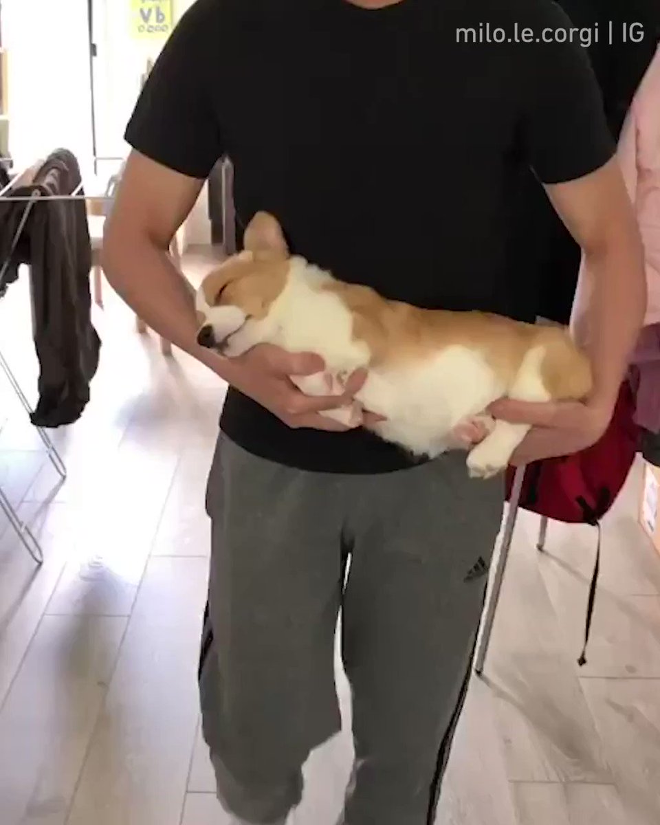 Your parents carrying you to bed carefully after you fell asleep on the sofa be like📹 milo.le.corgi | IG