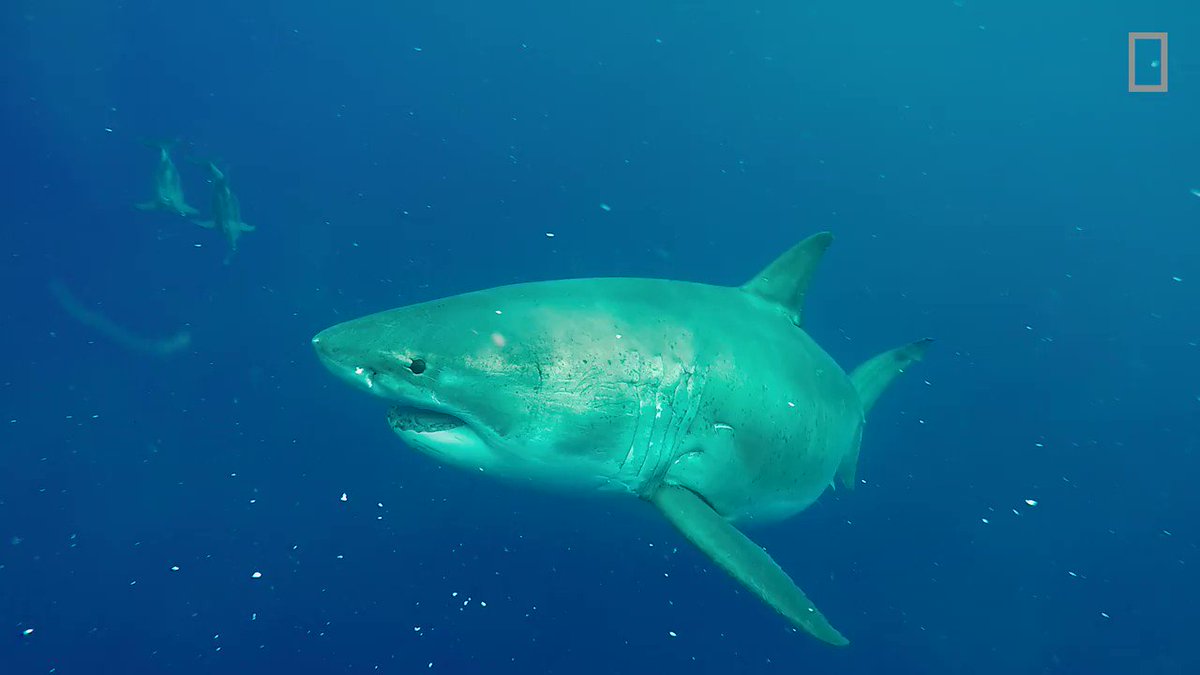 The famous and elusive “Deep Blue” was recently recorded feasting on a sperm whale carcass with two other female great whites #Sharkfest