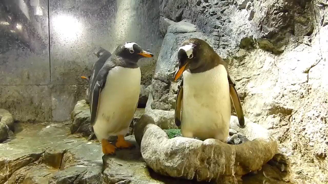 大阪 海遊館 ジェンツーペンギンのペアどうし仲間どうしのコミュニケーションはなんと おじぎ しかも見事に動きがシンクロしています 飼育員におじぎしにくるペンギンもいるとかいないとか T Co Tlbazblo1x Twitter