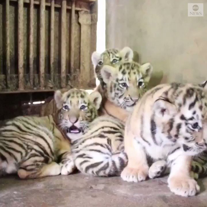 Manchurian tiger quintuplets made their debut at a zoo in China, 30 days after they were born, drawing local residents to the zoo. Zookeepers have started feeding them meat to help stimulate preying instincts. https://abcn.ws/31xCwX2Β