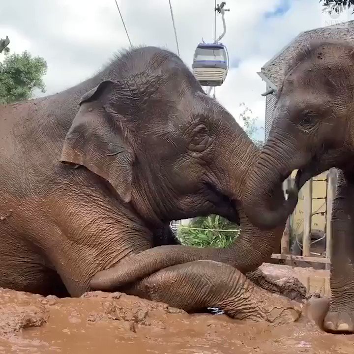A 2-year-old playful elephant spent World Elephant Day with his mother, who the Taronga Zoo says has quite the patience dealing with her mischievous calf. http://abcn.ws/2yUaitq