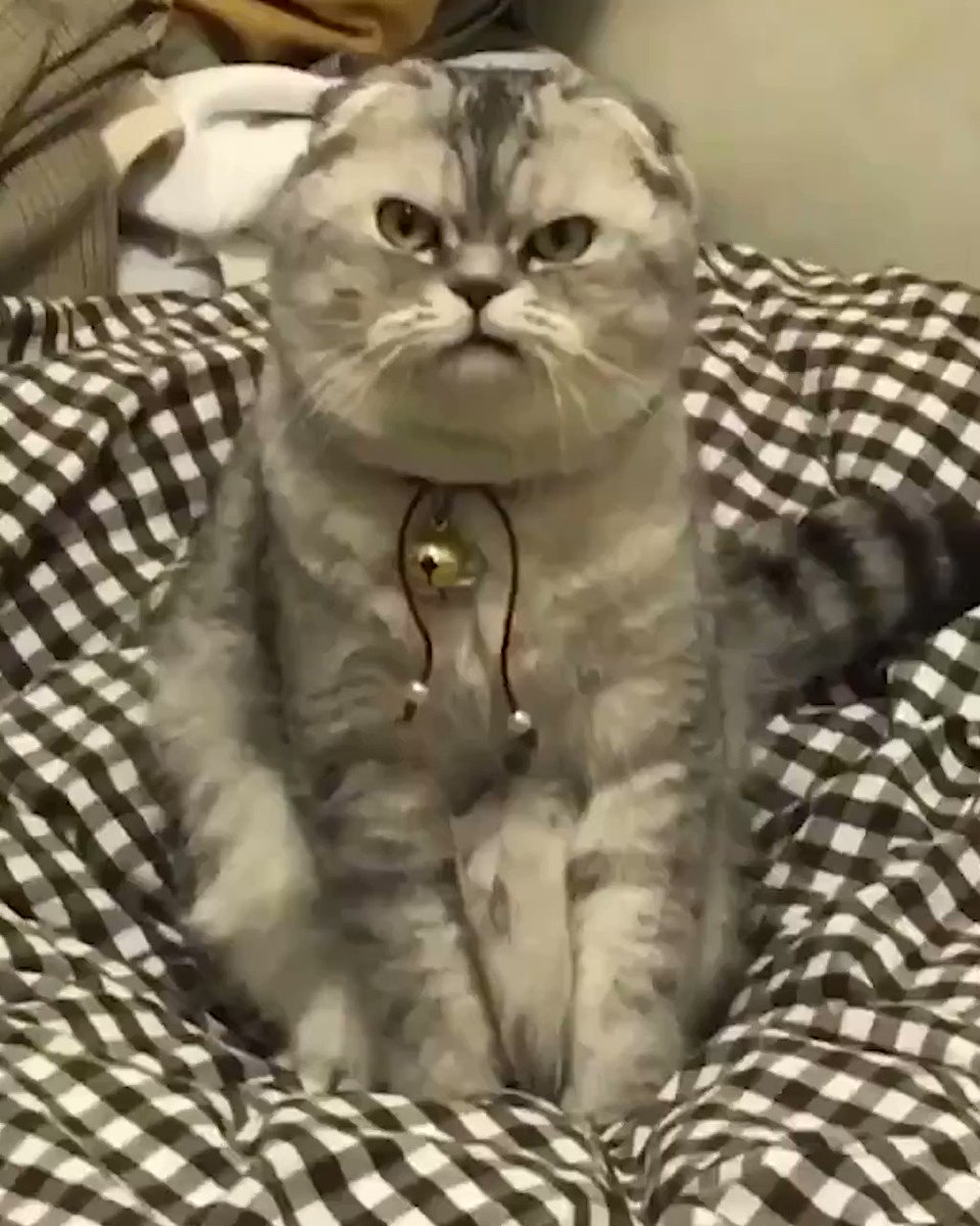 9GAG (@9GAG) on Twitter photo 19/08/2019 06:03:00 Me at the family gathering that my parents forced me to go to Me at the family gathering that my parents forced me to go to