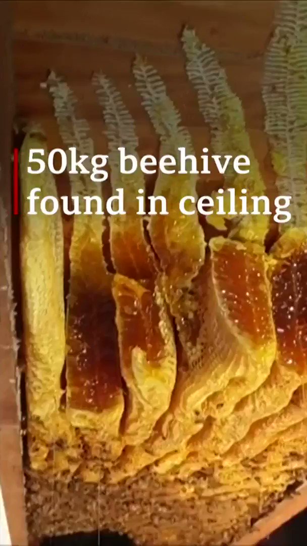Beelieve it when you see it 👀😲
This giant beehive was found in the ceiling of a woman's home in Brisbane... it was holding 60,000 bees
🐝🐝🐝
http://bbc.in/2zfdwI5