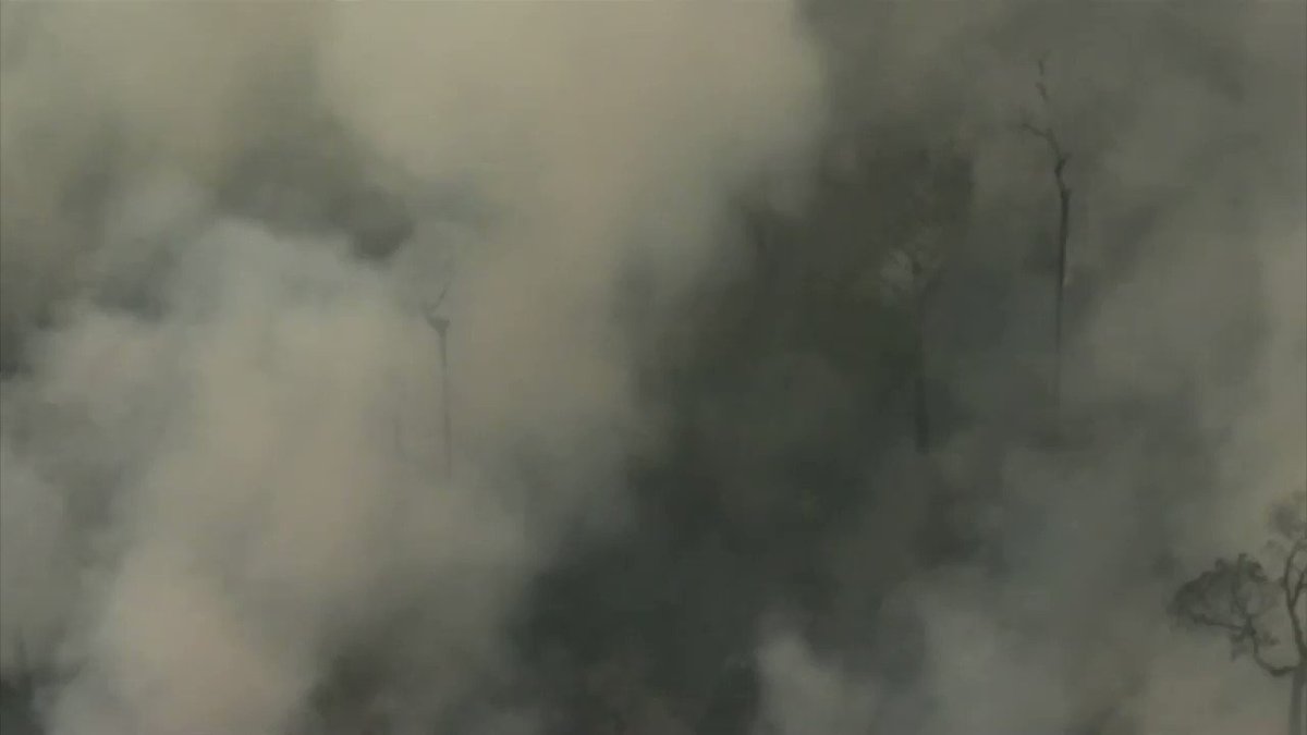 “The Amazon region is burning!”The largest rainforest in the world, vital in the fight against global warming, home to one million indigenous people and millions of plants and animalsThis year it has seen “a record number of fires” (Inpe) THREAD⬇️http://bbc.in/2zevNp1