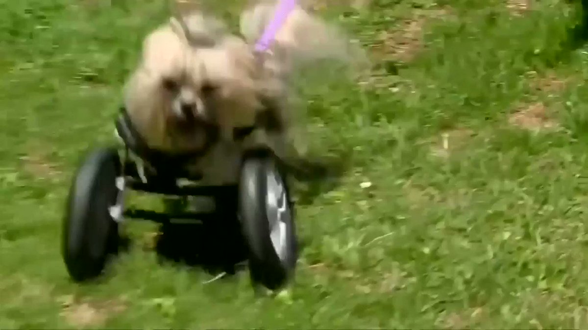 ‘The dogs usually have no idea that there's anything different about them’: This California rescue group helps animals find loving homes