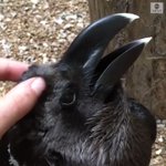 黒うさぎが頭をなでられている？!いやカラスだ。錯覚シリーズ