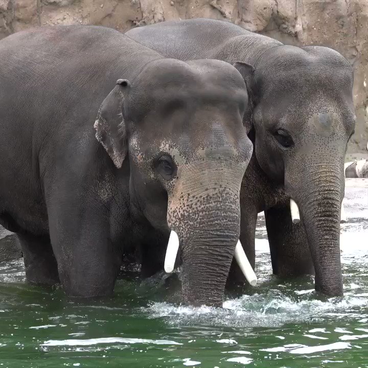 Happy 11th birthday to Samudra! The big boy has been pool partying with his even bigger buddy Samson. 