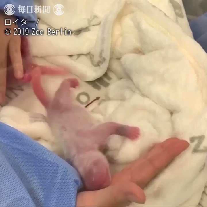 Kutchaney 赤ちゃんパンダには長い尻尾があるのか 知らんかった Kutchaney 赤ちゃんパンダには長い尻尾があるのか 知らんかった