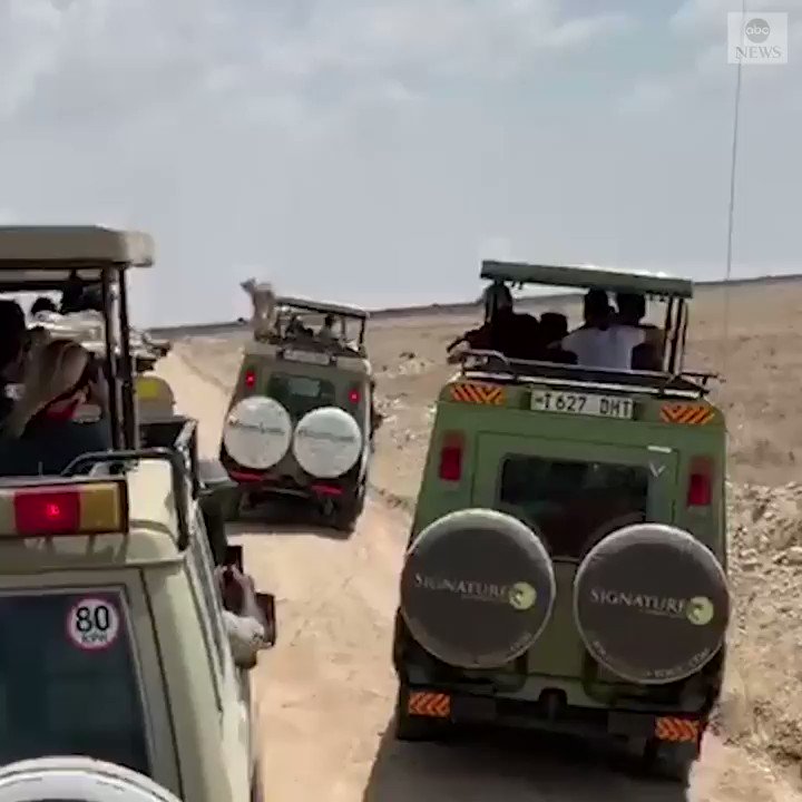 "Those people must be freaking out."A New Jersey family was on safari in the Serengeti when a cheetah decided to take a little rest on top of one of the Jeeps in their group. https://abcn.ws/34Houob