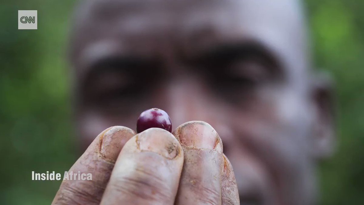 This rare coffee bean is typically grown in rainy areas of high altitude. Here's a look at what it takes to plant and prepare it. https://cnn.it/2UQR4il