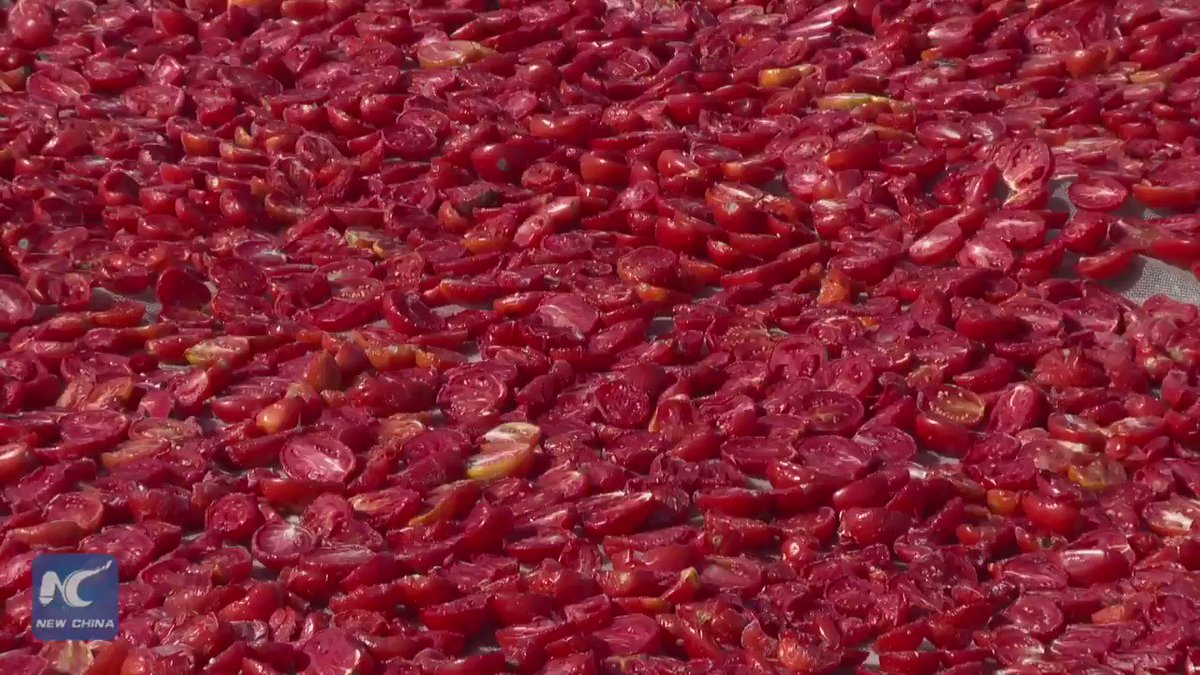 It's tomato harvest season in Xinjiang. Home to the largest tomato production base in China, Xinjiang produces 1/4 of ketchup in the world