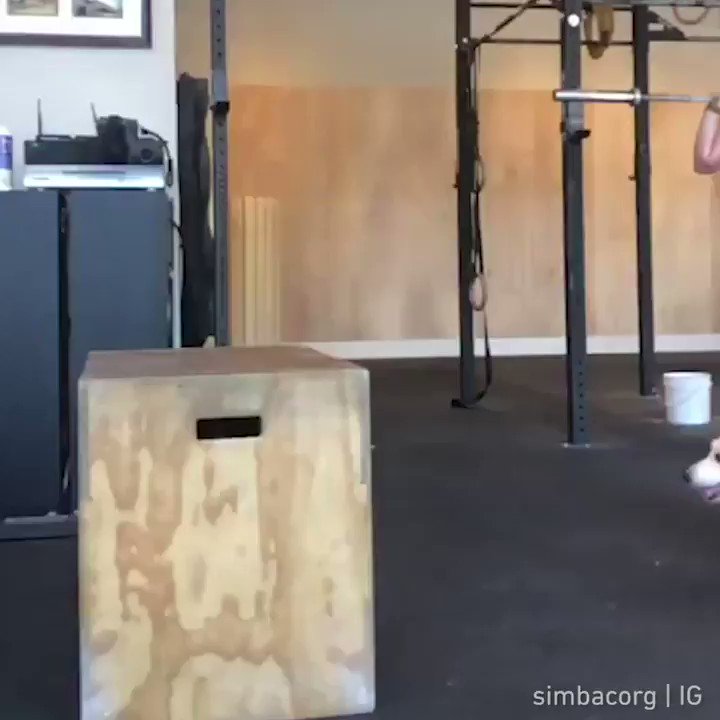 His legs may be short, but he can hopBy simbacorg | IG