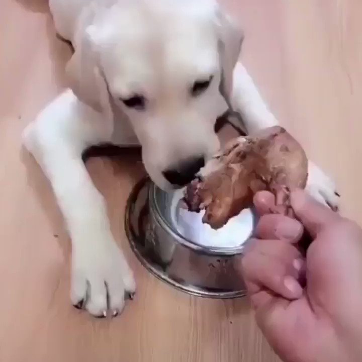 Esta perra no dejará que nadie se burle de su cachorro ♥