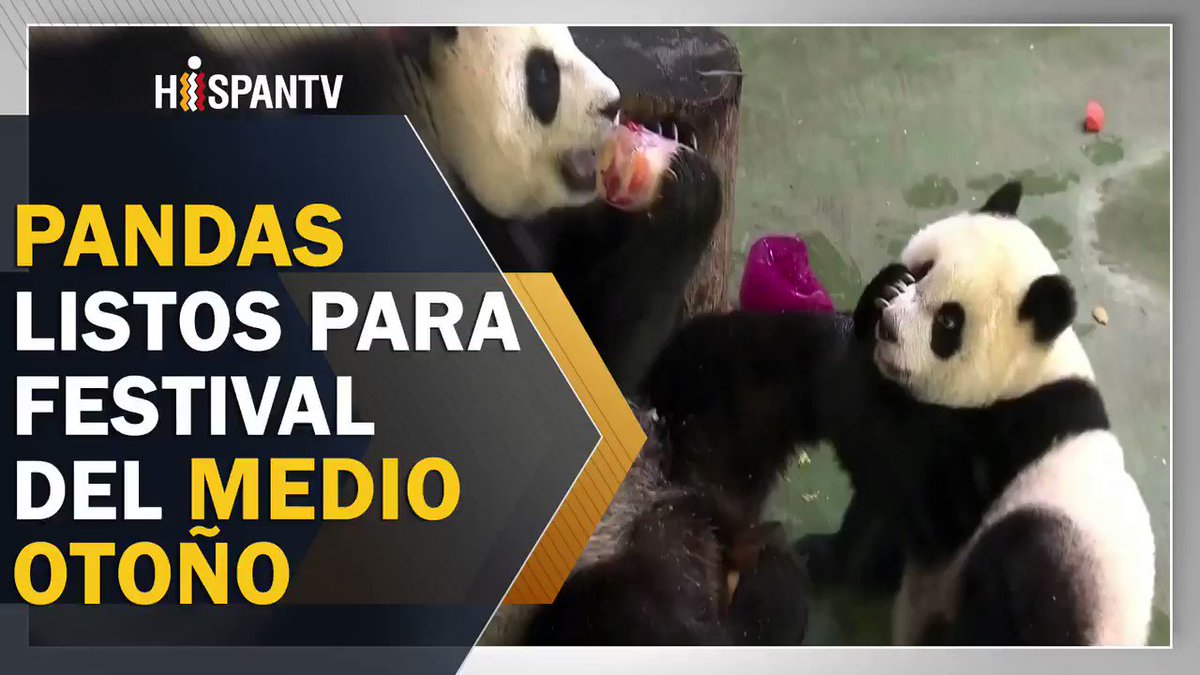 Los #Pandas también disfrutan el #Festival del Medio Otoño a su manera, se trata de una #fiesta tradicional en #China que se aprovecha para cenar en familia.#Autumn #AutumnIsComing #midautumnfestival #中秋节 #Oaxaca