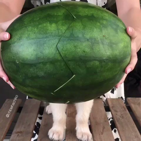 Puppermelon📹 chloehachiko | IG