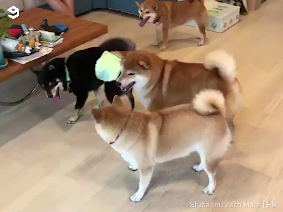 9gag On Twitter Kiss My Butt By Shiba Inu Zeromika Fb