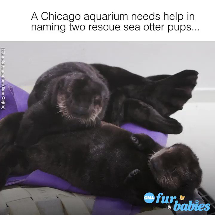 These otter-ly adorable pups from the @shedd_aquarium need names, and you can help! https://gma.abc/2lZGrMX