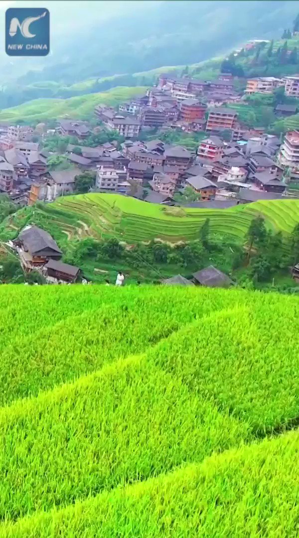 Amazing aerial scenery of Longji Rice Terraces in Guangxi, south China