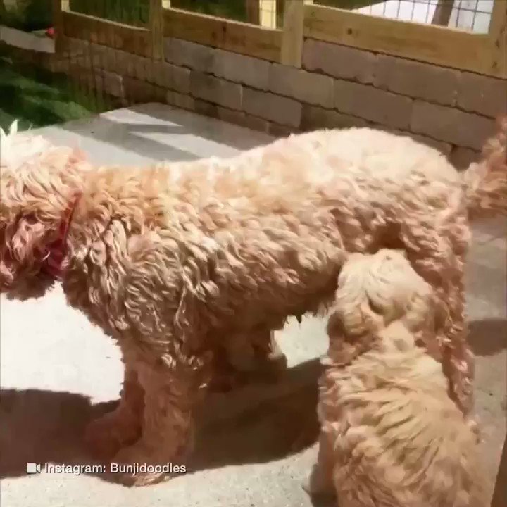Starlight labradoodles sales