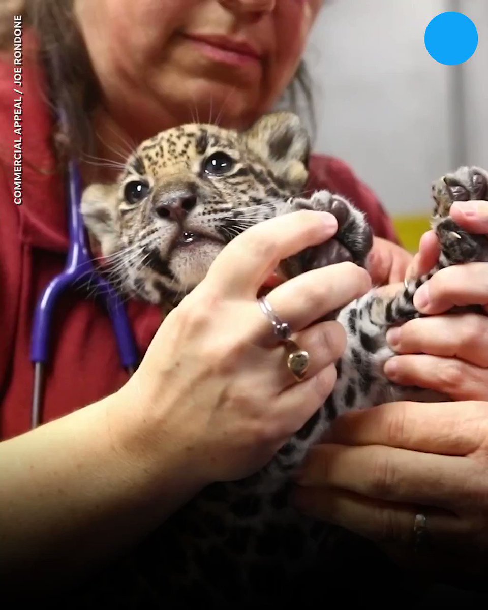 USA TODAY (@USATODAY) on Twitter photo 2019-10-14 01:40:00 Awww! The Memphis Zoo has welcomed two baby jaguar cubs. Awww! The Memphis Zoo has welcomed two baby jaguar cubs. 