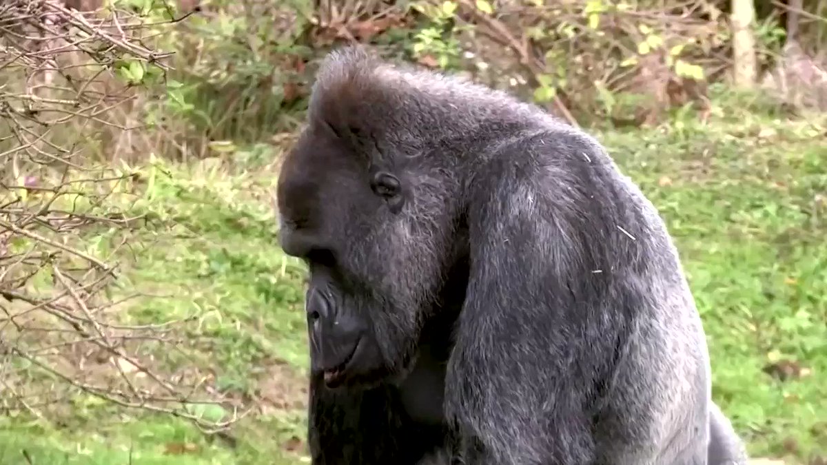 Scientists resurrected a 50,000-year-old gene sequence and used it figure out how the malaria parasite jumped from gorillas to humans. This molecular pathway now be used to try to pre-empt any kind of transfer that might happen in the future https://reut.rs/2IV6b5L