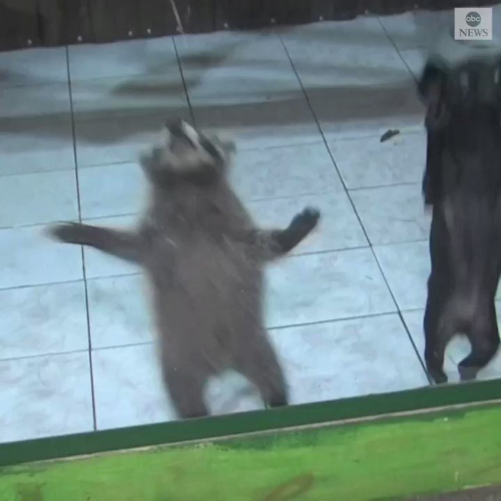 ODD COUPLE: A baby raccoon and a puppy in a Siberian zoo have become the cutest best friends you'll ever see. https://abcn.ws/2nWJ1og