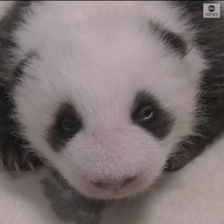 There's no cuter kick off the weekend than watching these twin panda cubs–who opened their eyes for the first time at Zoo Berlin. https://abcn.ws/31txlqV