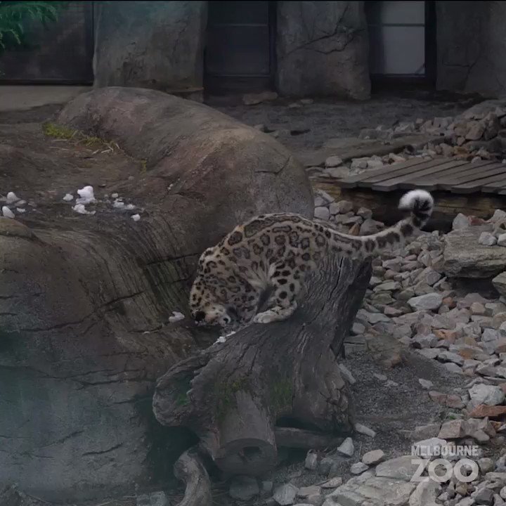 GEO on Twitter "Captive snow leopard at Melbourne zoo in Australia