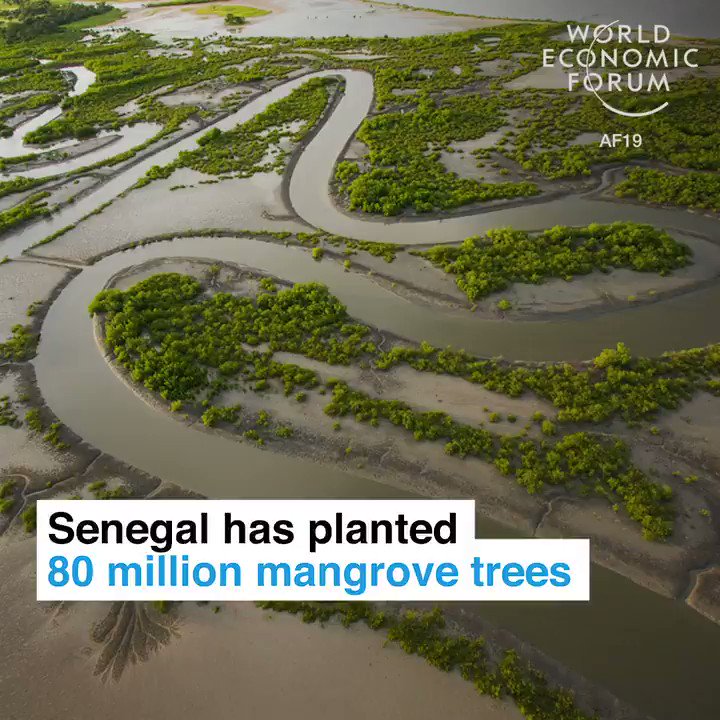 Wow!Senegal 🇸🇳 has planted 80 million mangrove trees. To@protect against climate change and take care of nature. Bravo Senegal, great leadership!