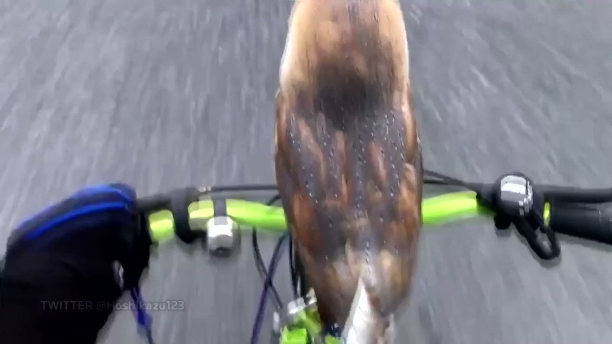 A pet barn owl enjoys a bike ride with its owner in Ichiwara, Japan https://t.co/9aY3xbcLl5