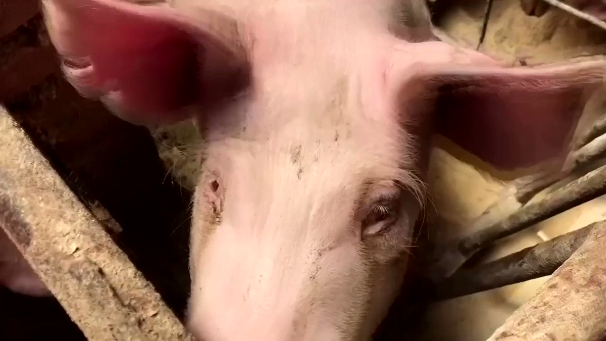 China is scouring the world for meat to replace millions of pigs killed by African Swine Fever. This demand is boosting profits for European and South American meatpackers https://reut.rs/2oY0f5b