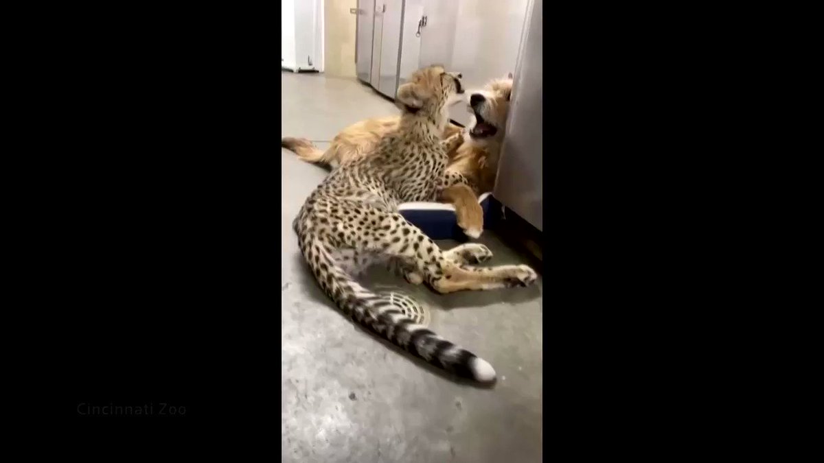 A cheetah cub Kris and rescue puppy Remus nuzzle each other during a cute sleepover at the Cincinnati Zoo https://t.co/86AoyPBX6I