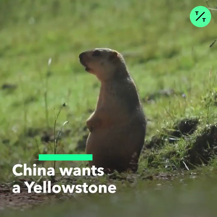 Bloomberg Quicktake on Twitter "China wants its own national park like